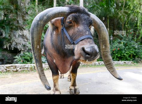 Long horn ox hi-res stock photography and images - Alamy