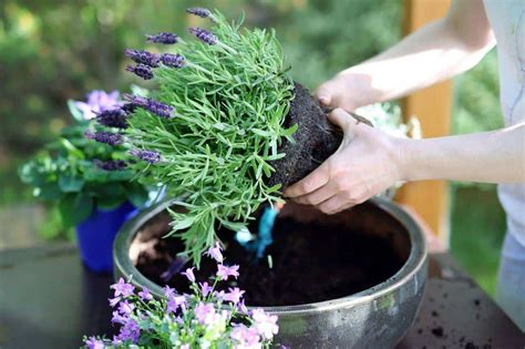 7 Easy Steps to Growing Lavender in Pots - Hort Zone