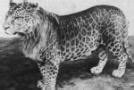 The Cryptid Zoo: Marozi (Spotted Lion)