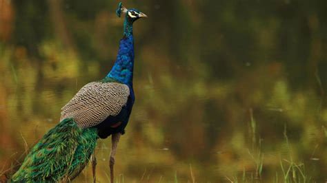 6 Best Wildlife Sanctuaries In Karnataka (India) To Explore - Dreamtrix