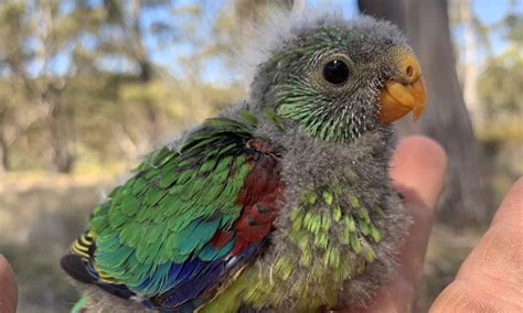 Less than 300 swift parrots remain in the wild - Australian Geographic