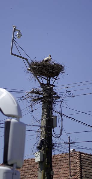 Stork nesting | Slow Europe Travel Forums