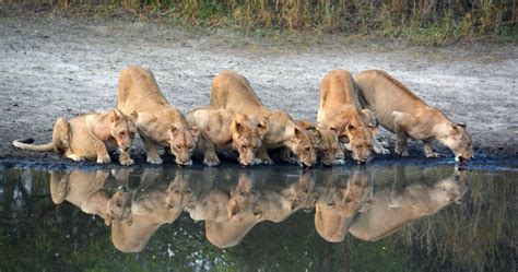 Selous Game Reserve in Tanzania | Tanzania National Park