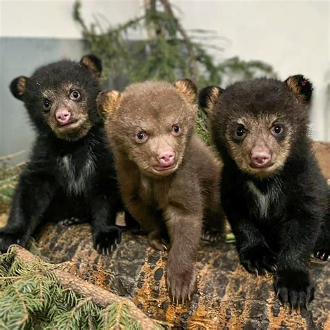 Black Bear Fur