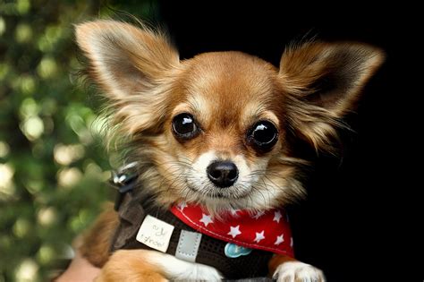 Chihuahua Dog Race - Free photo on Pixabay