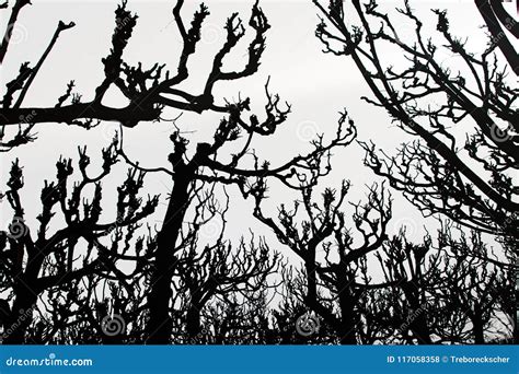 Tree Art, Dark Silhouette of Tree Crowns on a Light Background Stock Photo - Image of nature ...