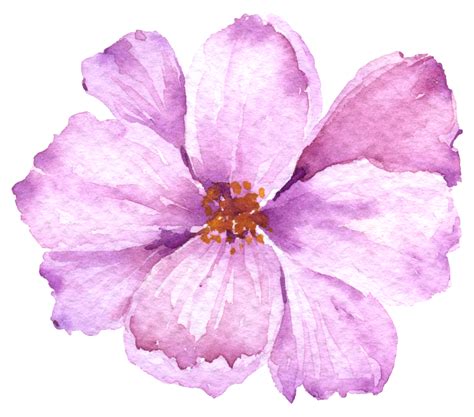 Violet flower watercolor collection 10335919 PNG