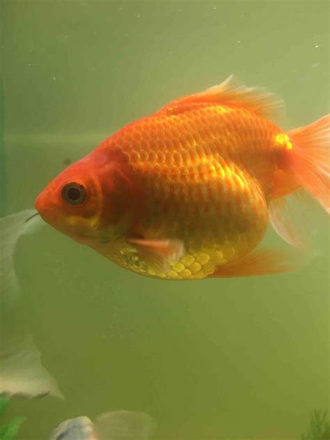 Goldfish Laying Eggs On Bottom Of Tank