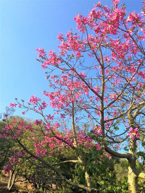 Kapok Tree in Bloom | Photo of the Day | Noozhawk