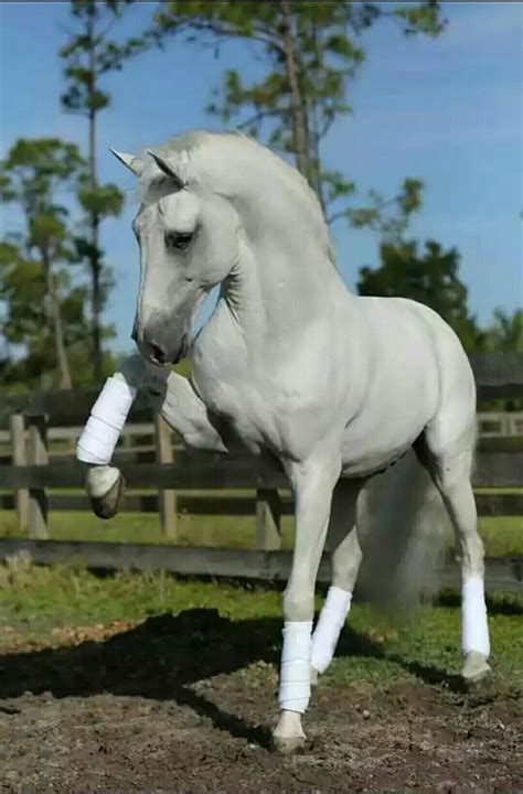 44 best Lipizzaner Horses images on Pinterest | Horses, Beautiful horses and Equine photography