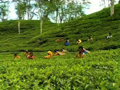 Sylhet Revival: Tea Garden