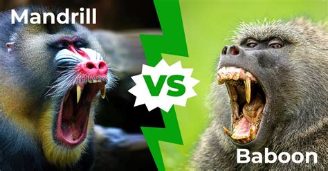 Mandrill Baboon