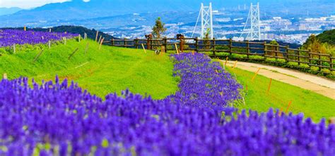 A complete guide to Awaji Island! From major and hidden tourist spots to gourmet foods and ...