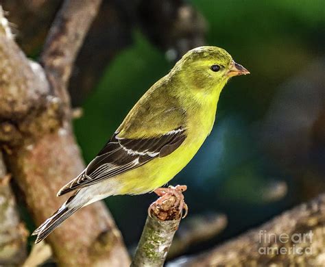 Female American Goldfinch Lost In Her Thoughts Photograph by Cindy Treger - Fine Art America