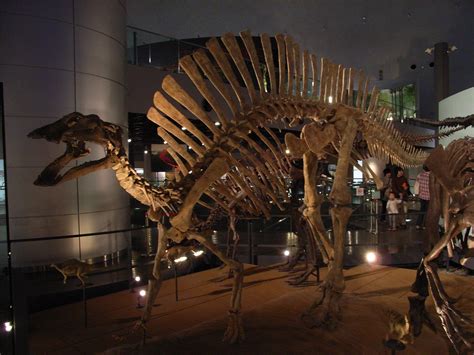 Ouranosaurus - Dinosaur at FPDM in Japan | Dinosaur images, Prehistoric ...