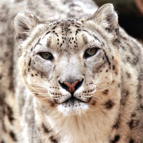 Snow Leopard | Saint Louis Zoo