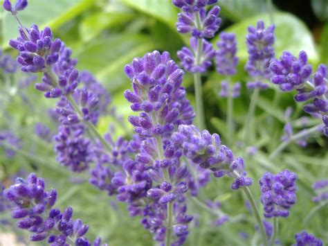 File:English Lavender.JPG - Wikimedia Commons