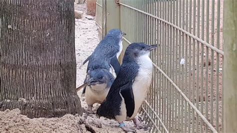 The Fairy Penguin Parade on Phillip's Island in Melbourne Australia - YouTube