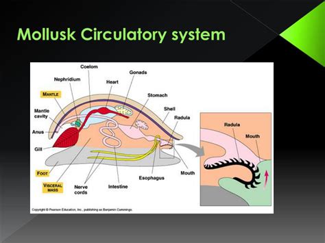 PPT - Mollusks and Annelids PowerPoint Presentation, free download - ID:1920292