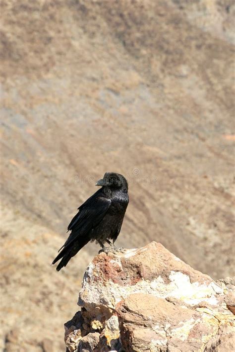 Black Bird Death Valley stock image. Image of bird, avian - 2150049