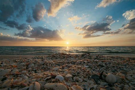 Shells in Shoreline · Free Stock Photo