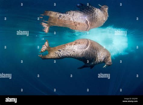 Canada, Nunavut Territory, Underwater view of Walrus (Odobenus rosmarus) swimming near icebergs ...