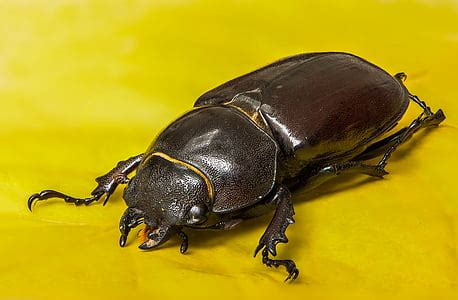 Free photo: beetle, red beetle, insect, macro | Hippopx