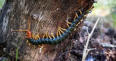 Centipedes: Facts, Venom, Diet, Habitat