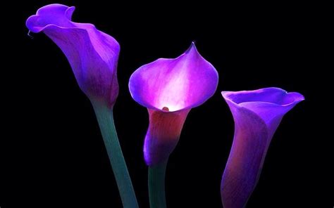 Calla lily | Calla lily flowers, Purple calla lilies, Calla lily