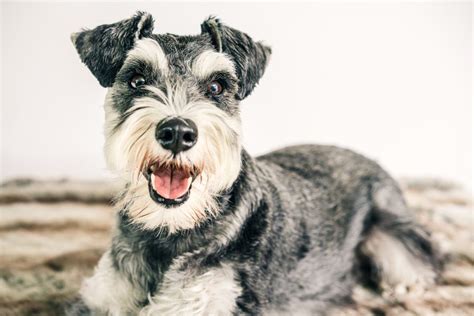 How Long Is A Miniature Schnauzer Pregnant