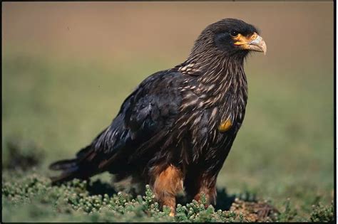 Los extraños halcones inteligentes que reinan cerca de las Malvinas ...