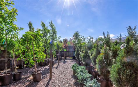 Volunteer Trees - The Big Tool Box and Highlands Garden Center