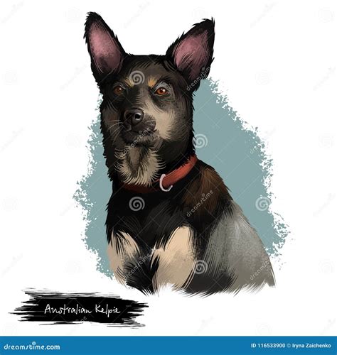 Australian Kelpie Dog Digital Art Illustration Isolated on White ...