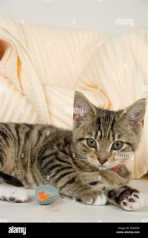 A cute playful kitten resting by her bed Stock Photo - Alamy