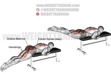 Flat bench reverse hyperextension - Exercise Database - WeightTraining.guide