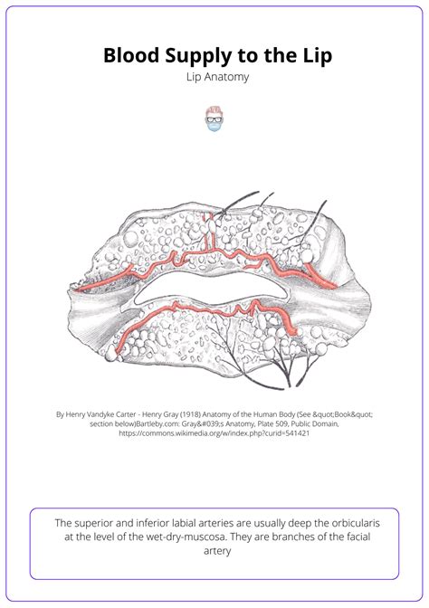 Female Pelvic Bone Anatomy Diagram - vrogue.co