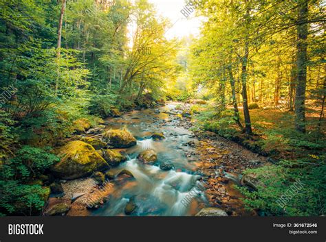 Amazing Forest Nature Image & Photo (Free Trial) | Bigstock