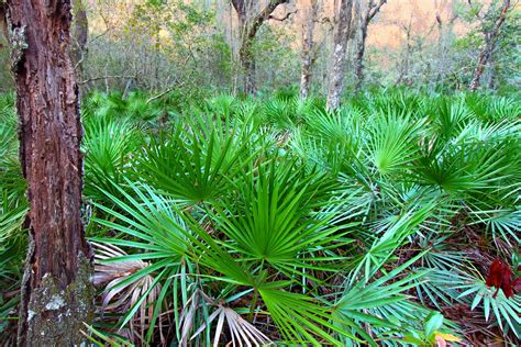 Explore the Fascinating World of Native Florida Plants