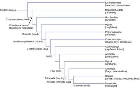 Characteristics of Chordates | Biology for Majors II