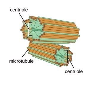 Centrioles — Structure & Function - Expii