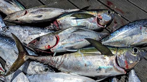 Blackfin Tuna Pictures - AZ Animals