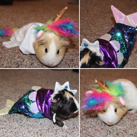 Petsmart. Guinea pig costumes. You’re welcome. : guineapigs