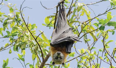 Grey-headed flying fox | NSW National Parks