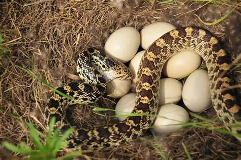 Can Snakes Eat Eggs? [The Answer Will Surprise You!]