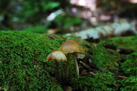 Psilocybe Caerulipes 2015 - Mushroom Hunting and Identification ...