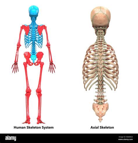 Skeletal System Labeled Axial And Appendicular