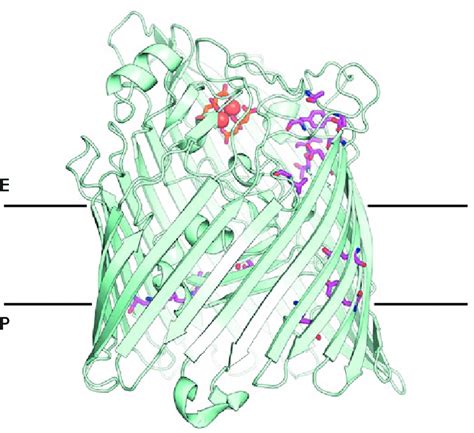 The structure of the outer membrane transport protein FecA. The... | Download Scientific Diagram