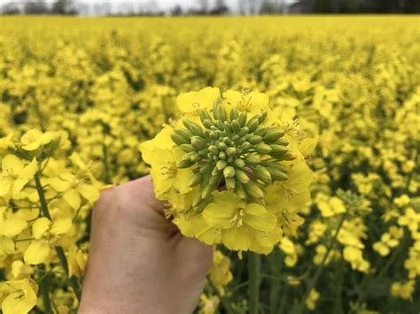 2020 Canola Yield Challenge: An Interview with the Winners – Field Crop ...