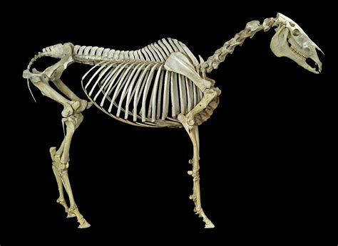 Horse Skeleton by Science Photo Library