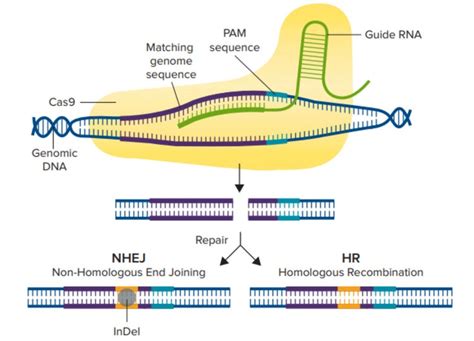 What is Gene Editing, CRISPR Engineering, CRISPR/Cas9